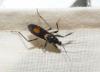 Rasahus hamatus